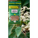 PVO. AGUARDIENTILLO Flor BSA. 60g