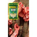 PVO. HOODIA Tallo BSA. 60g