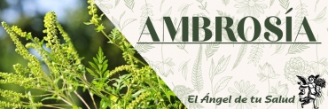 ¡La Ambrosía y sus propiedades curativas incomparables para tu sistema digestivo y respiratorio!