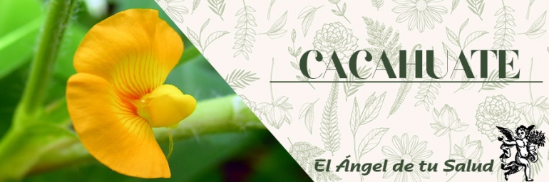 CACAHUATE: La planta del Maní