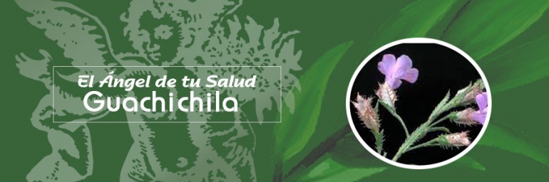 BENEFICIOS DE LA GUACHICHILA