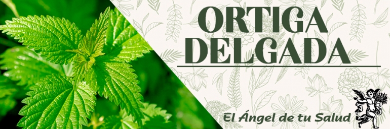 ¡Activa tu bienestar hepático y capilar con las maravillas naturales de la ORTIGA DELGADA, cuidando tu cuerpo profundamente!