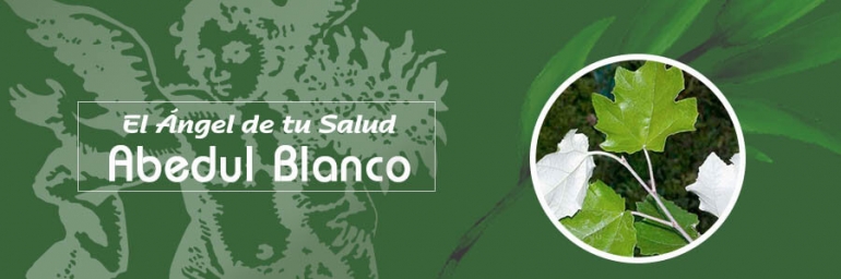 ¡Conoce los beneficios del Abedul Blanco!